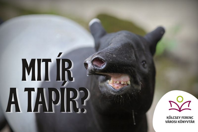 Laptapír